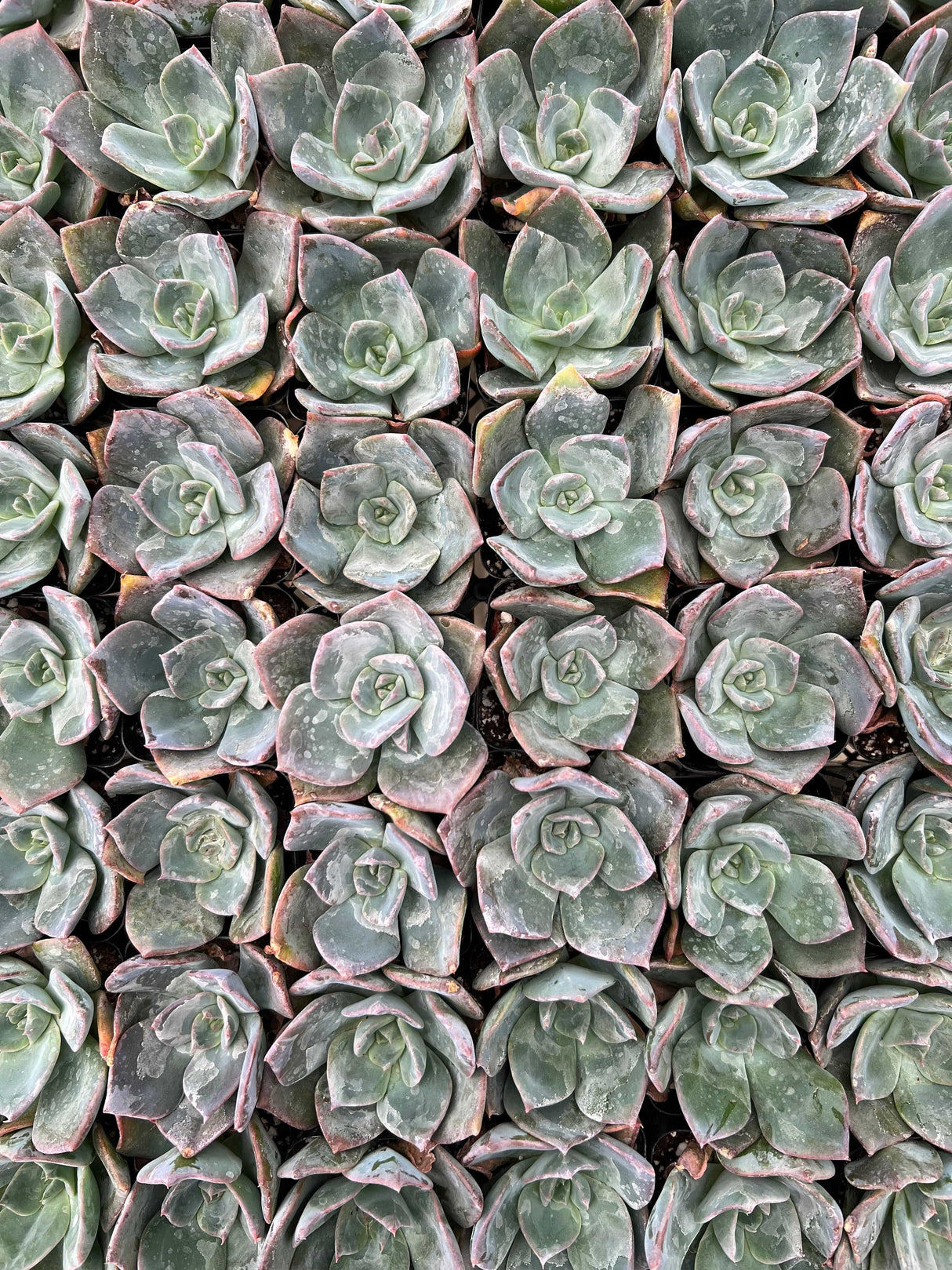 Echeveria 'Blue Prince' - Echeveria