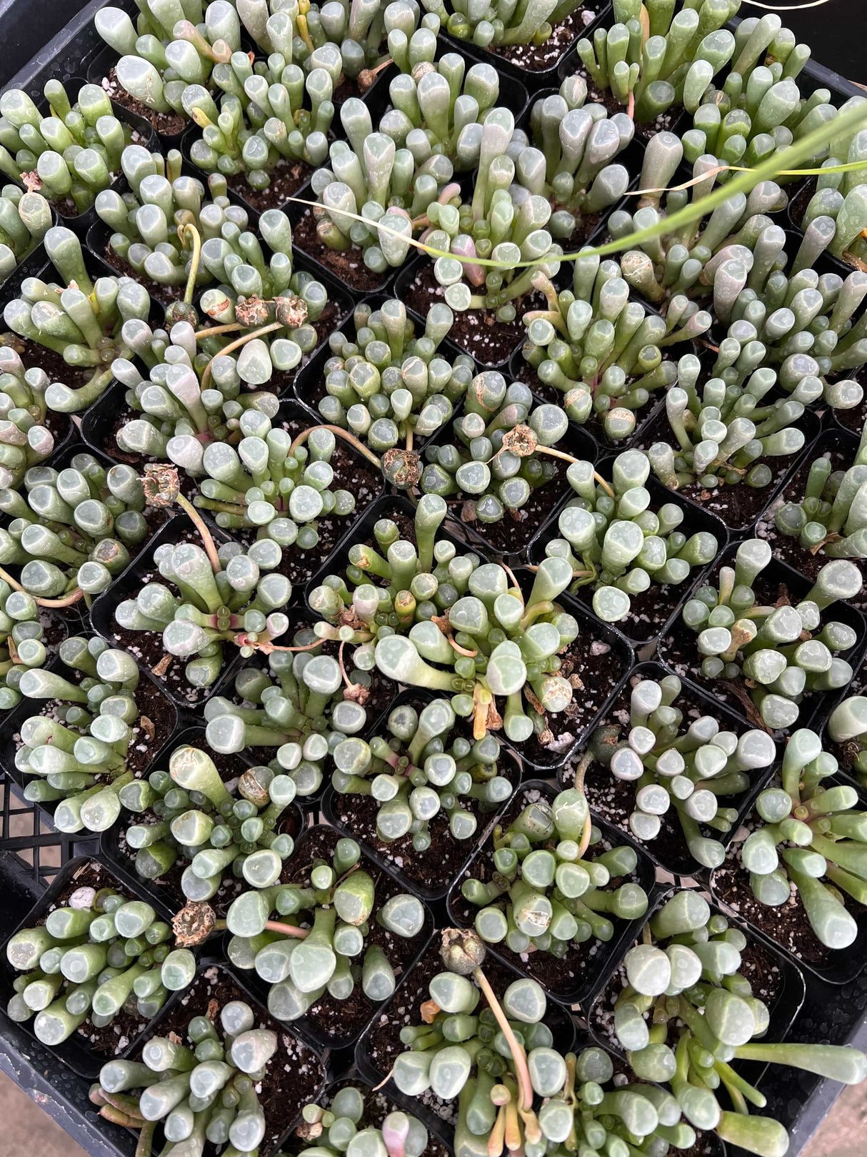 Fenestraria rhopalophylla - Baby Toes