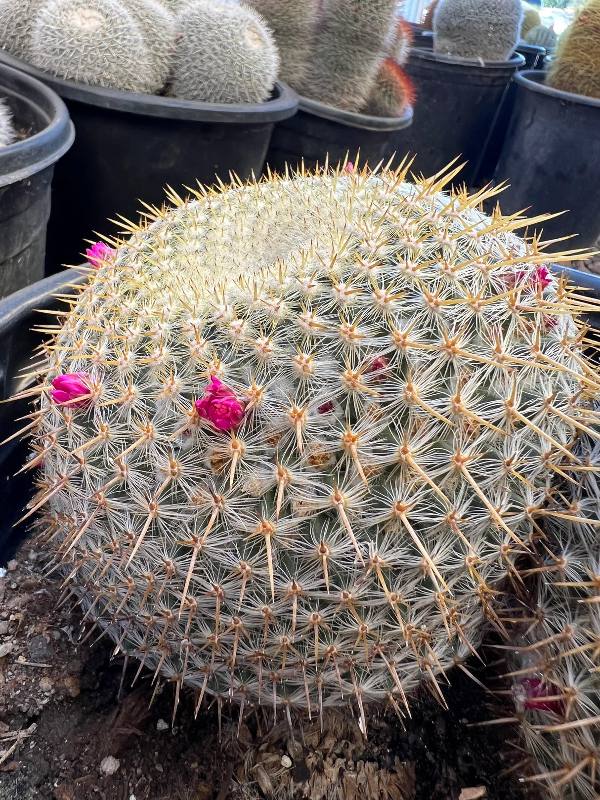 Mammillaria haageana 2-Pack Cluster - Mammillaria haageana