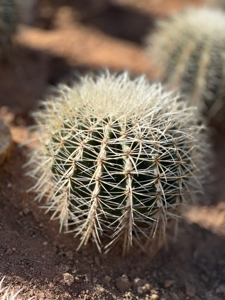 White Spine Barrel Cactus - Echinocactus Grusonii Albispinus