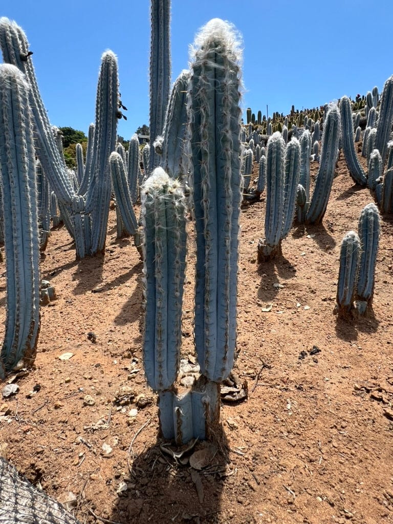Pilosocereus pachycladus - Blue Torch Cactus (2- 3 piece)