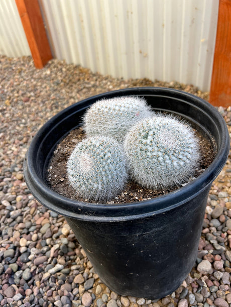 Mammillaria Maximus Trio Cluster - Mammillaria maximus