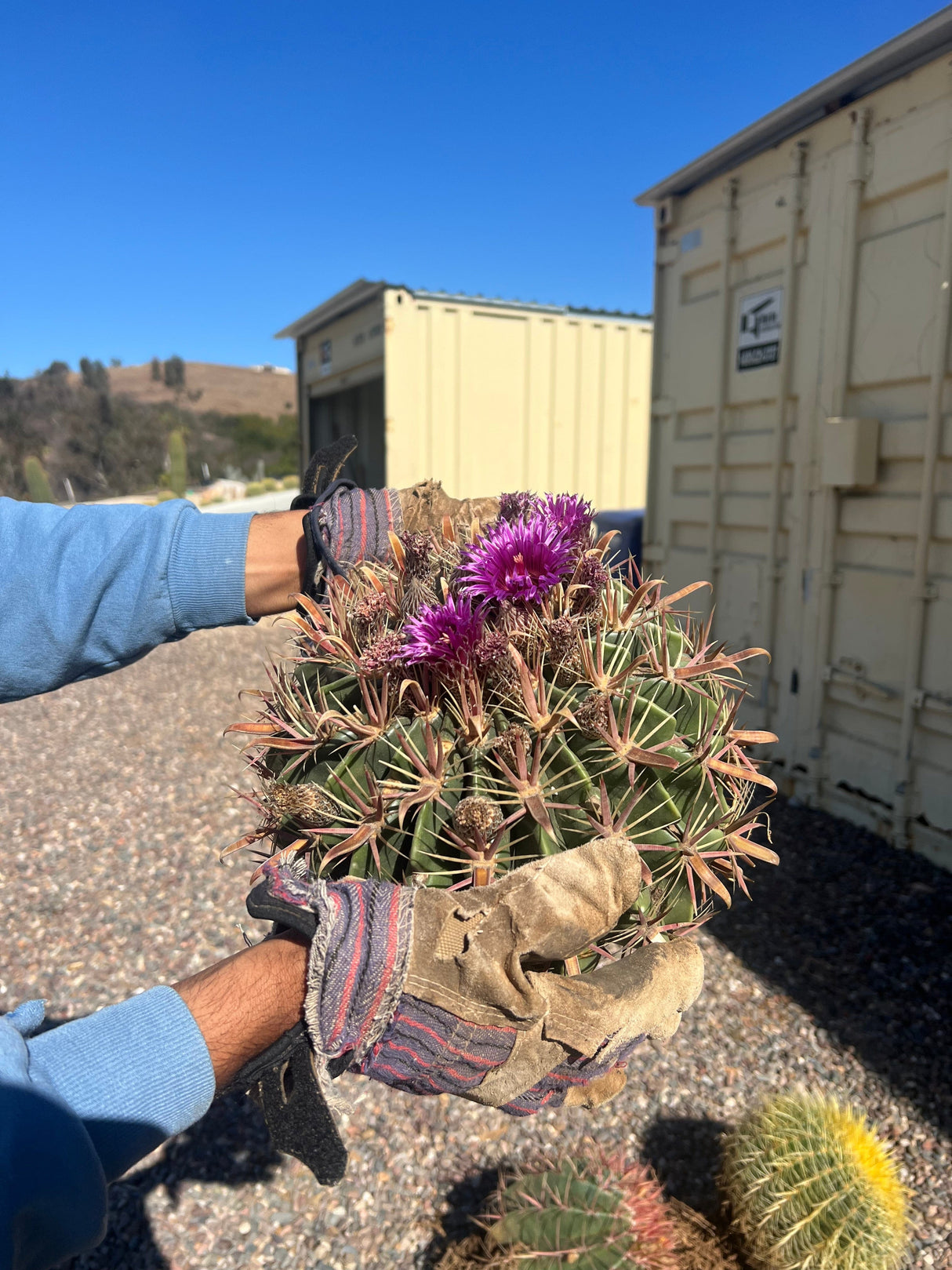 Big Barrel Cactus Bundle