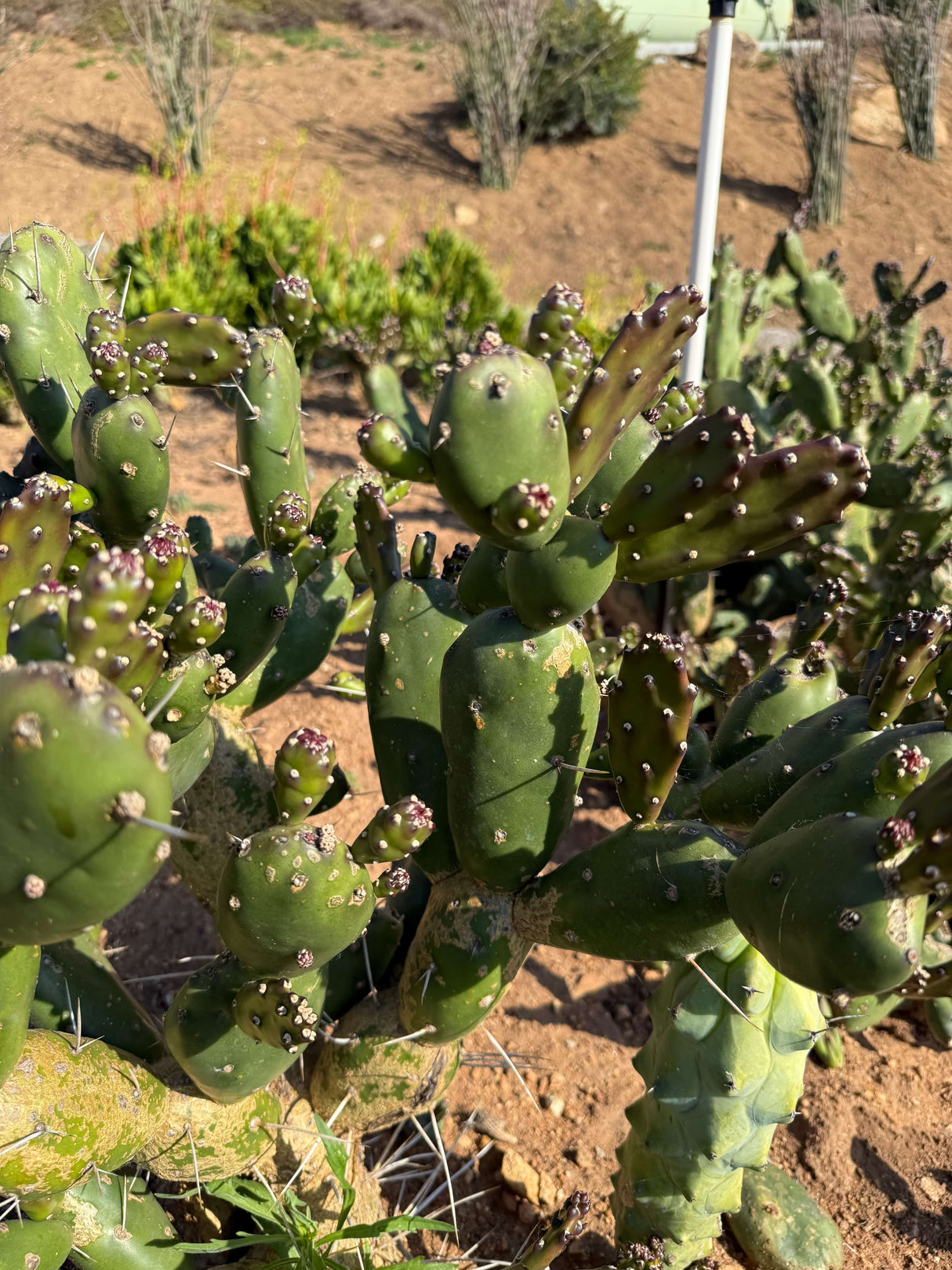 Opuntia elata