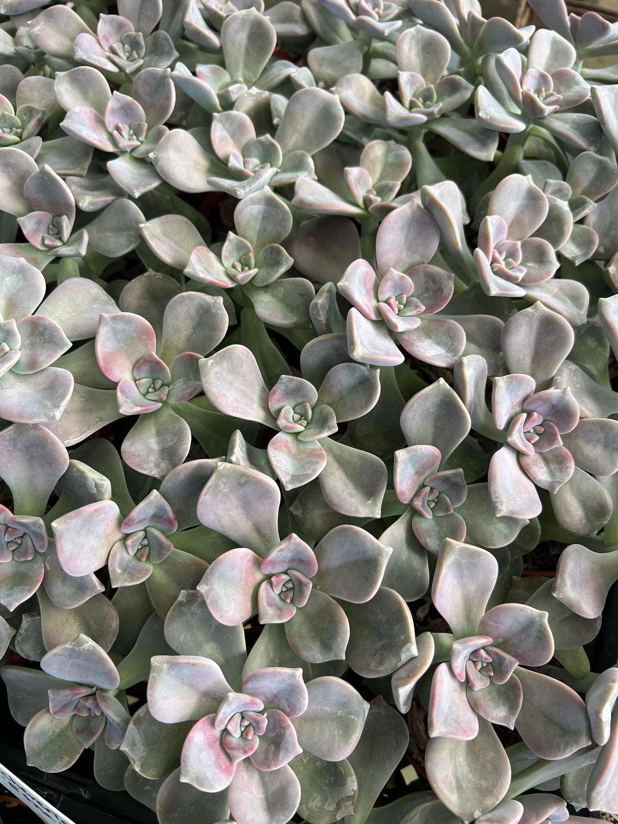 Purple Delight - Graptopetalum