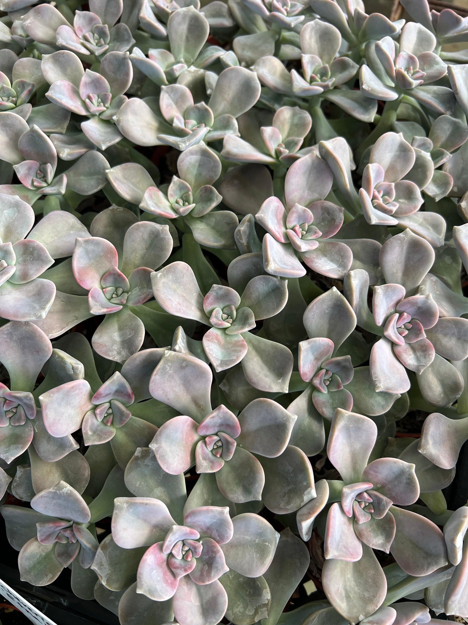 Purple Delight - Graptopetalum