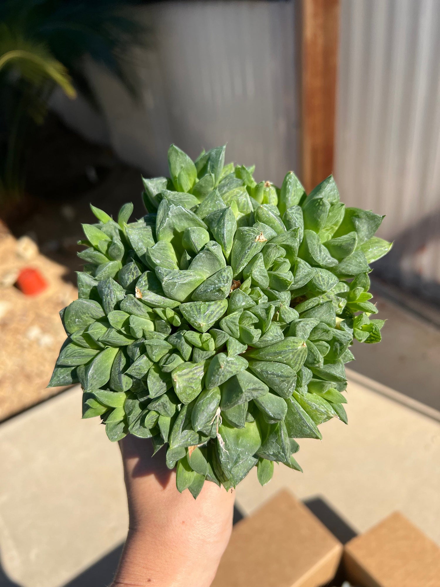 Mixed Succulent Starter Bundle