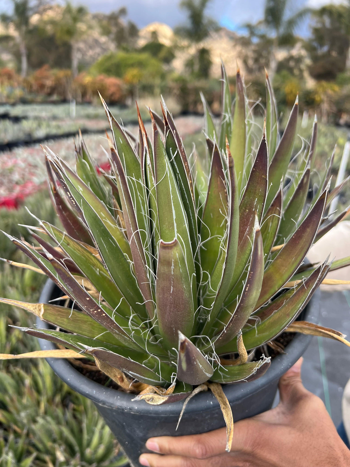 Thread Agave - Agave filifera