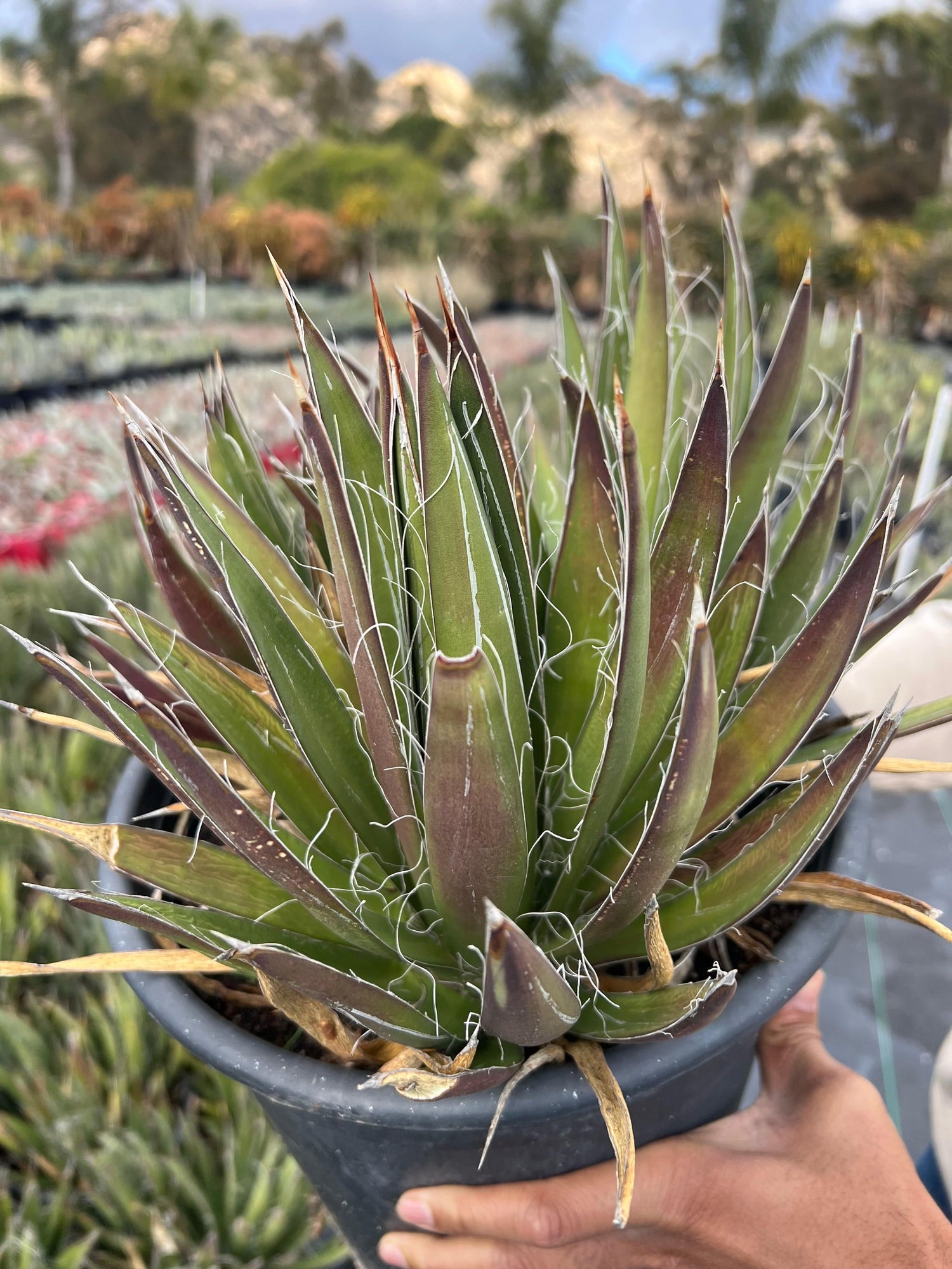 Thread Agave - Agave filifera