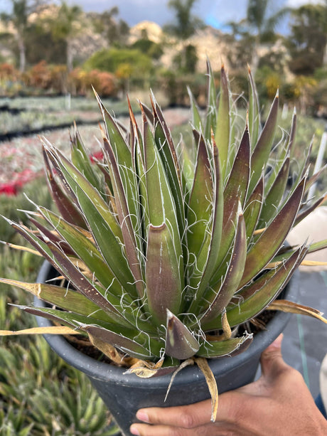 Thread Agave - Agave filifera