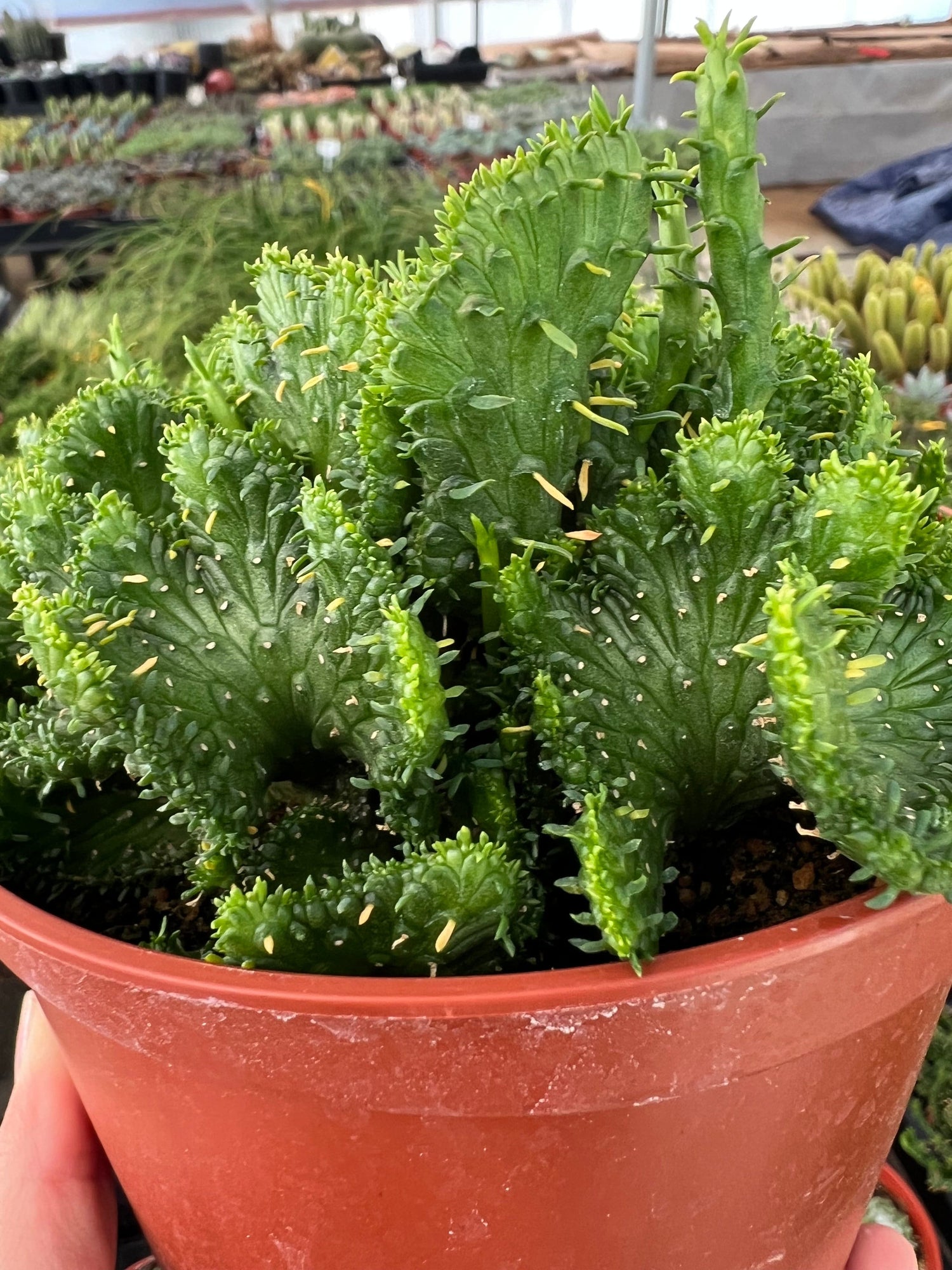 Green Coral Succulent - Euphorbia flanaganii f. cristata