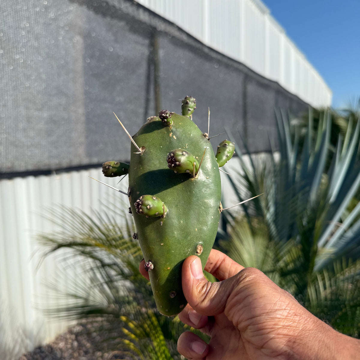 prickly pear cactus where to buy Opuntia elata – CactusWarehouse