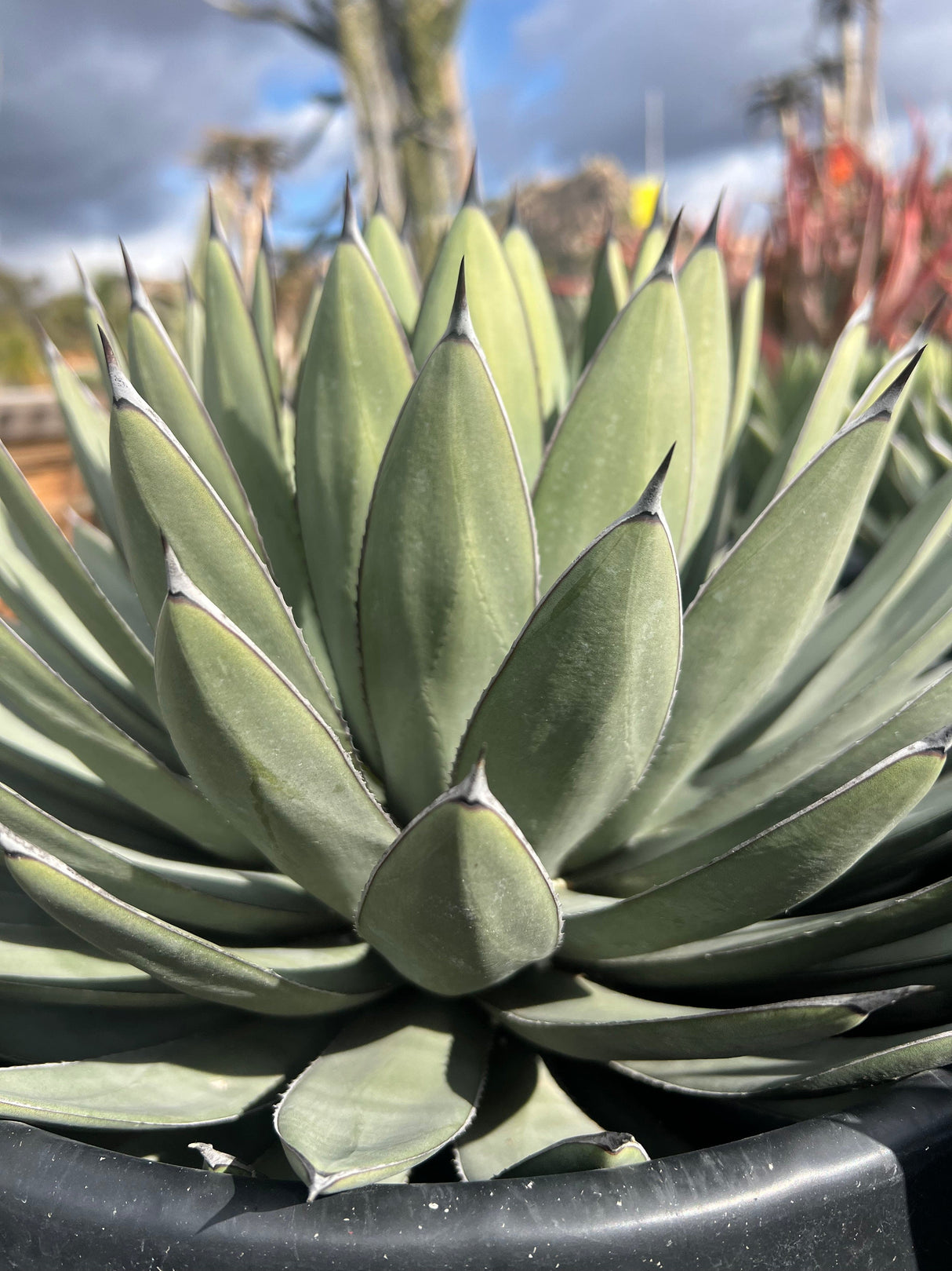 Agave 'Blue Emperor' - Agave
