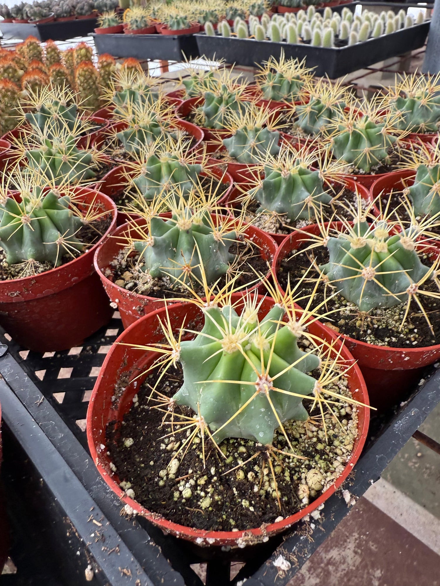 Blue Barrel Cactus - Ferocactus glaucescens