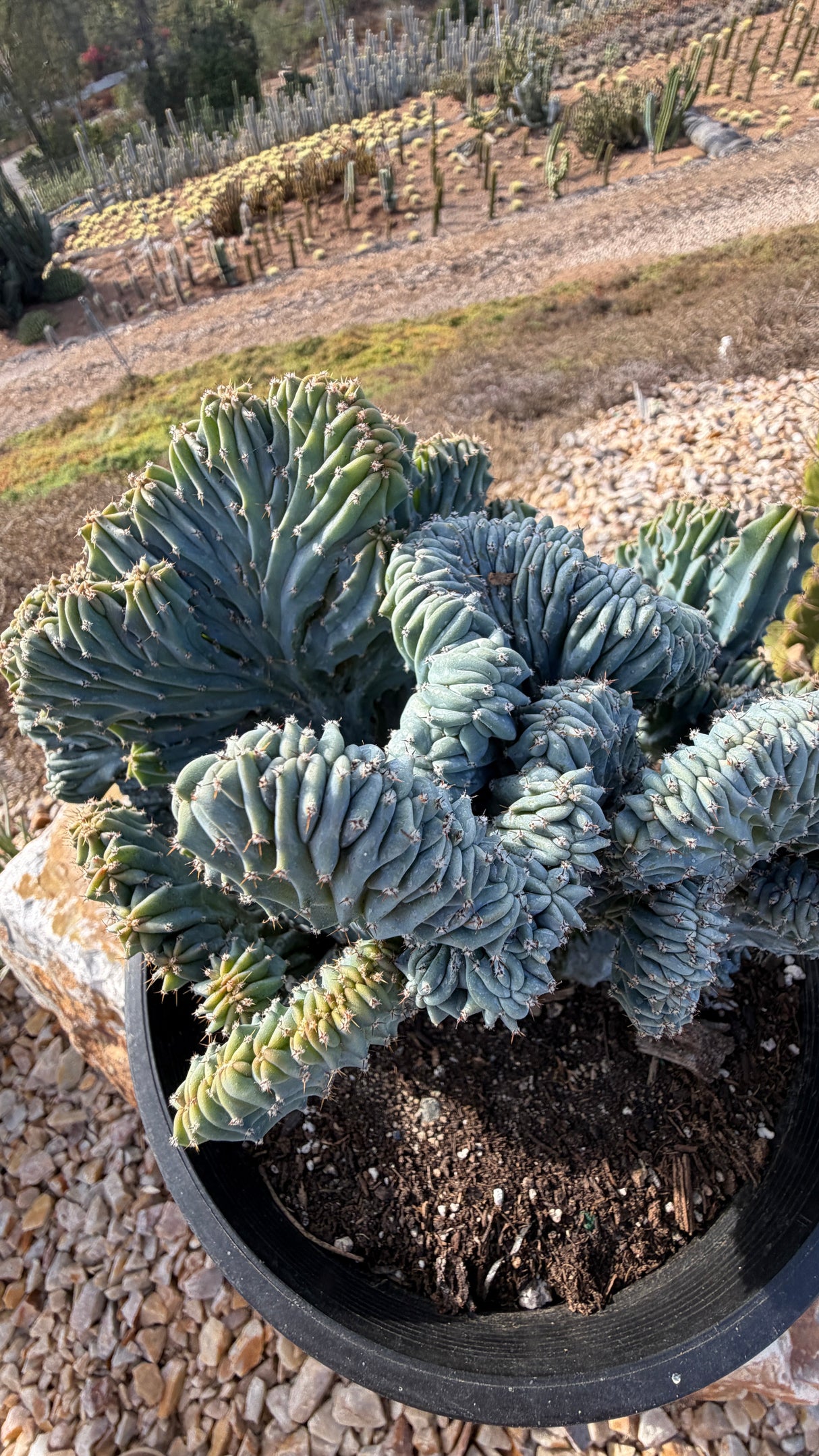 Close view of the dense wavy folds