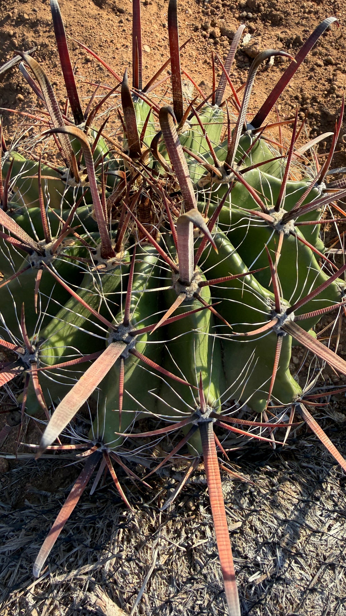 Close view of Ferocactus wislizeni flattened hooked red spines and white radial bristles