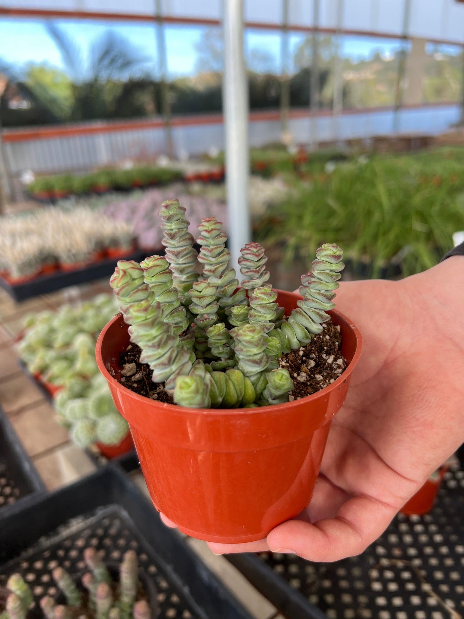 Crassula 'Baby’s Necklace' - Crassula