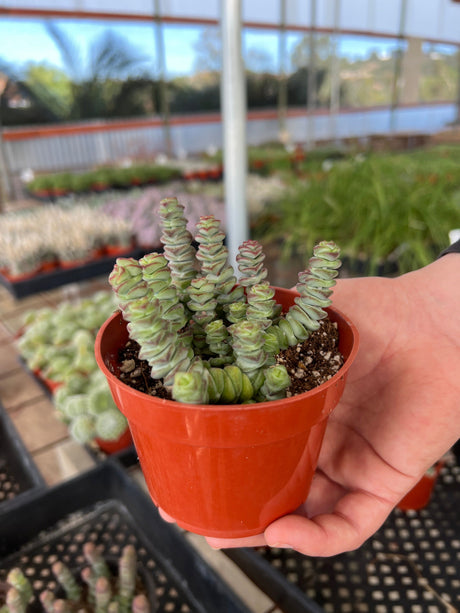 Crassula 'Baby’s Necklace' - Crassula