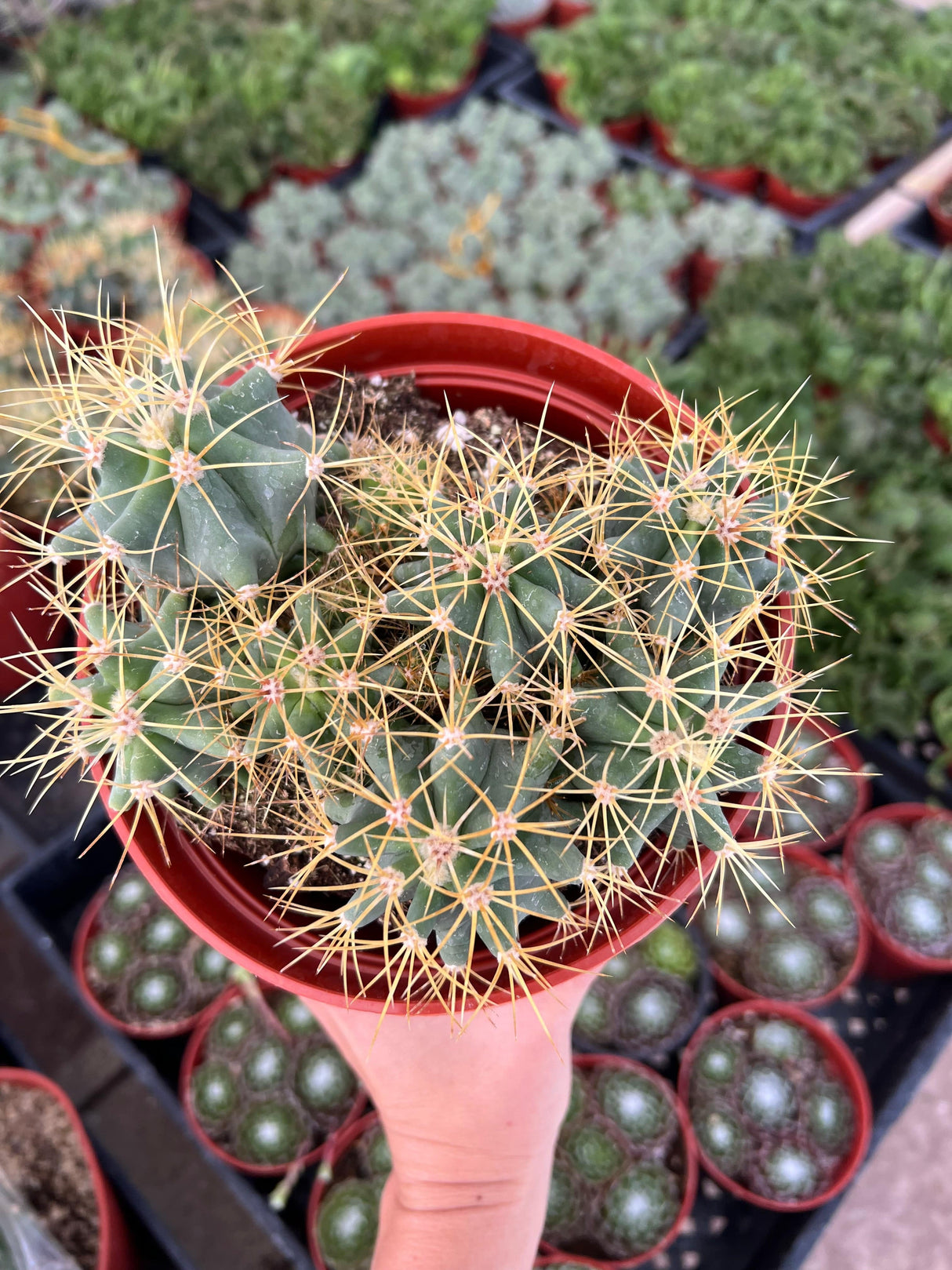 Blue Barrel Cactus - Ferocactus glaucescens