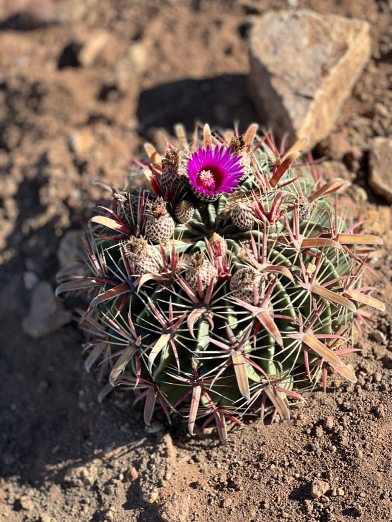 Devil's Tongue Barrel Cactus - Ferocactus latispinus