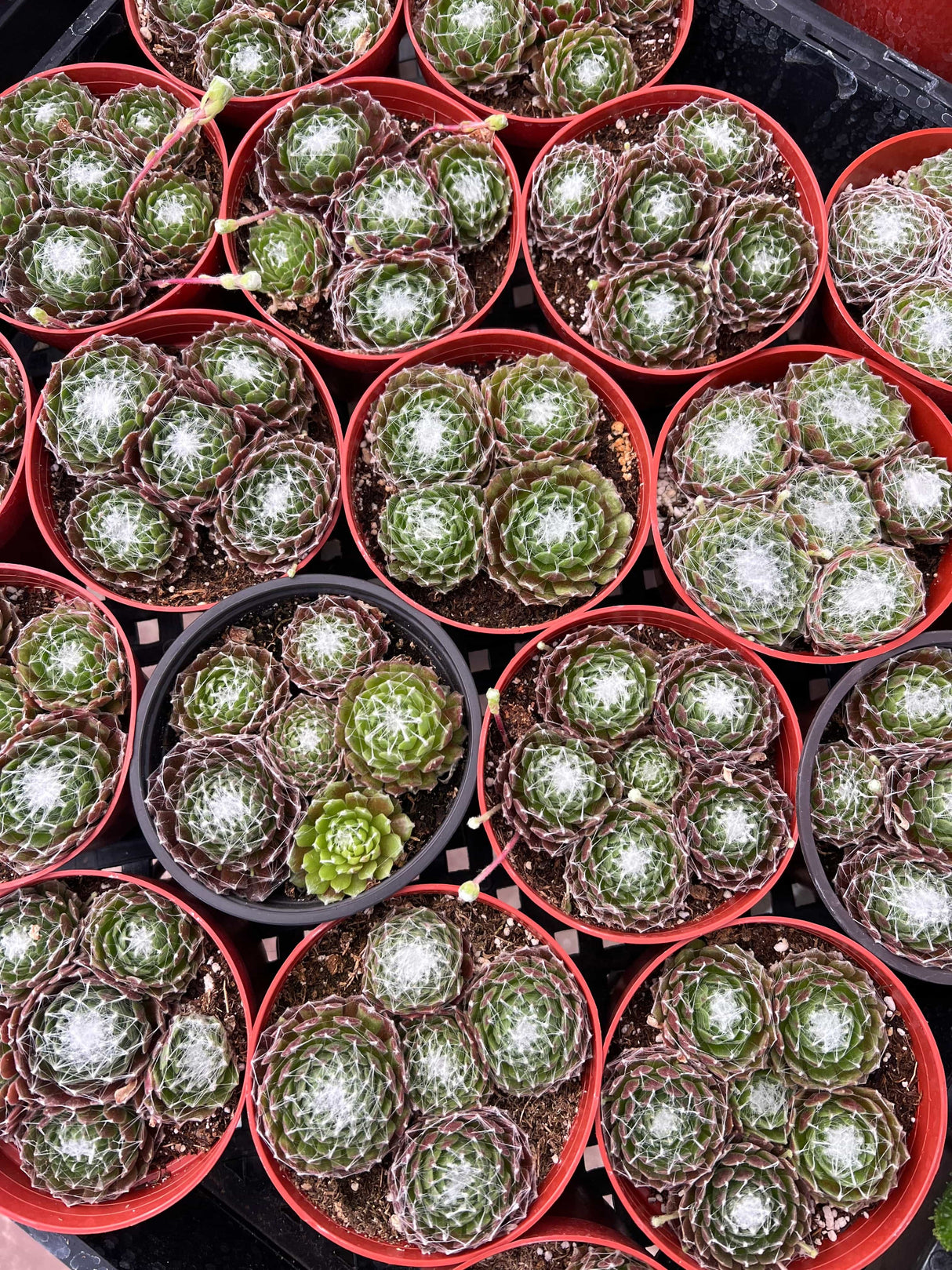 Cobweb Hens and Chicks - Sempervivum Arachnoideum