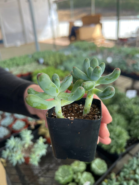 Jelly Beans Succulent - Sedum Pachyphyllum