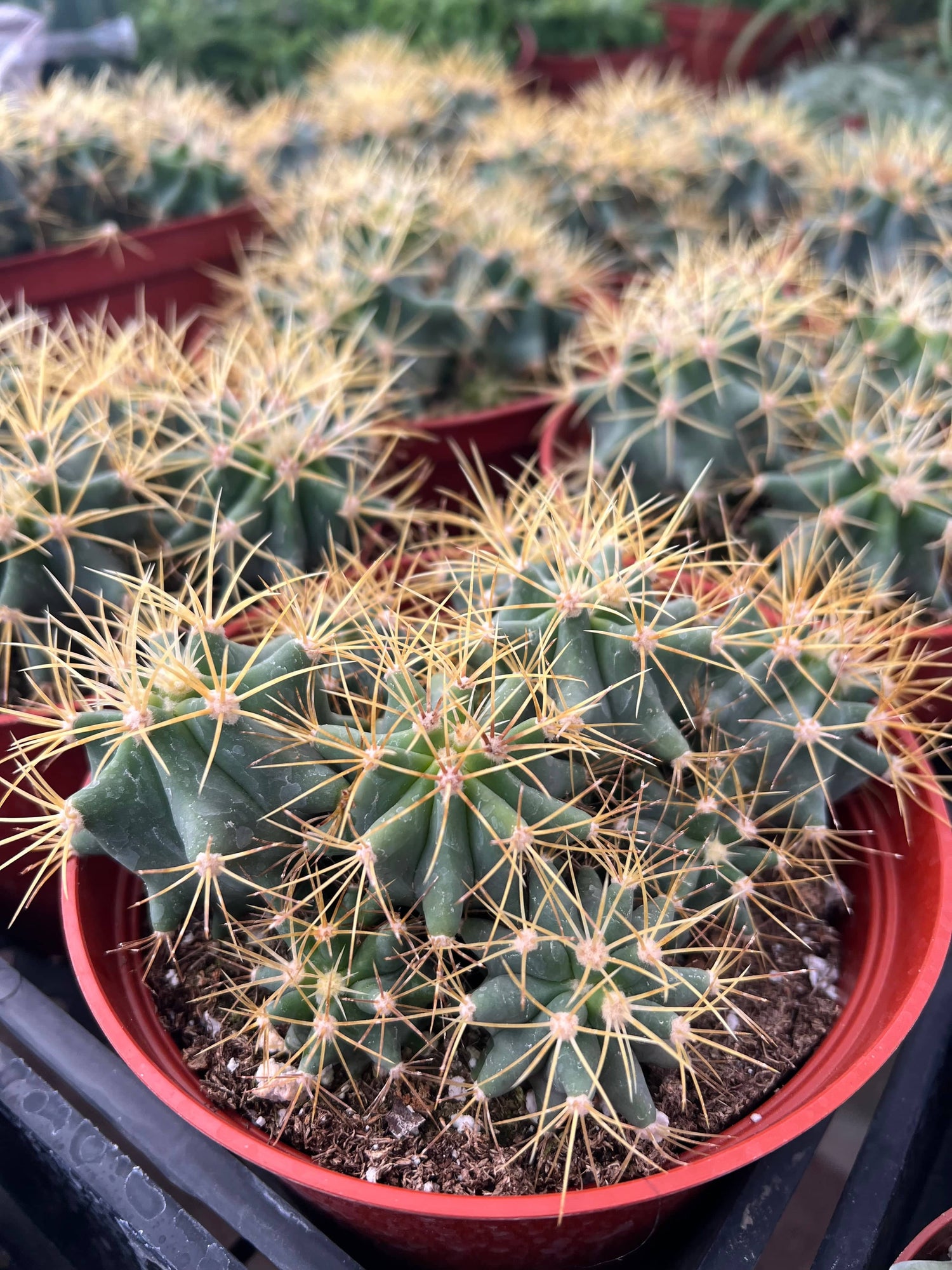 Blue Barrel Cactus - Ferocactus glaucescens