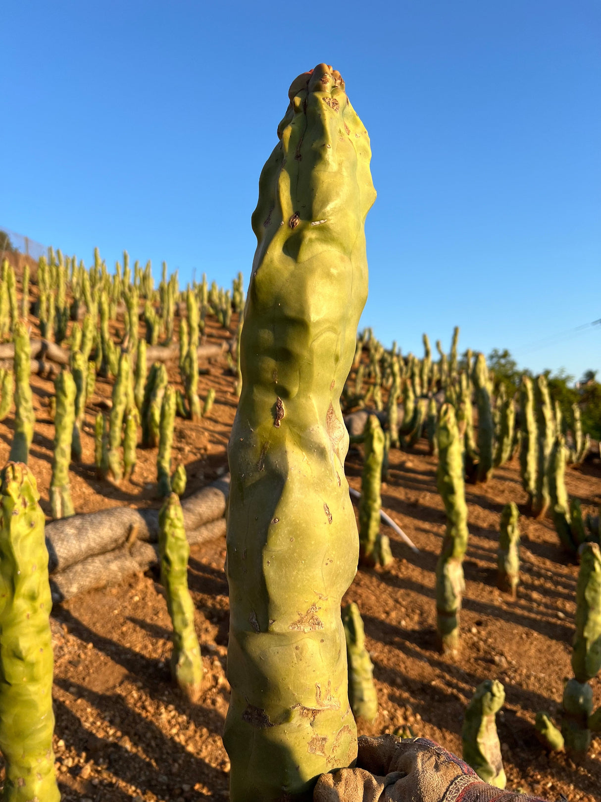 Totem Pole Cactus (Skinny Form) - Lophocereus Schottii Mieckleyanus