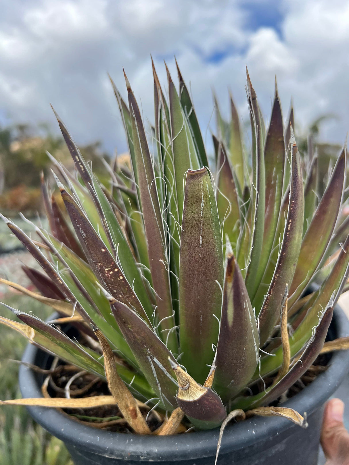 Thread Agave - Agave filifera