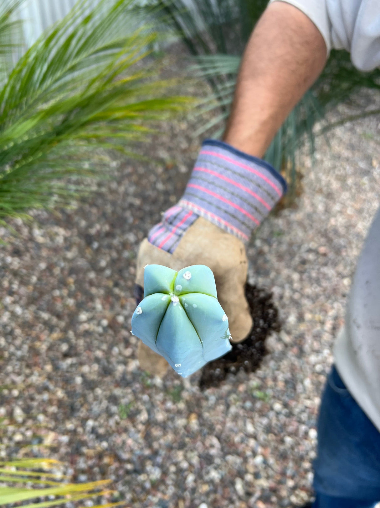 Blue Candle Cactus - Myrtillocactus Geometrizans