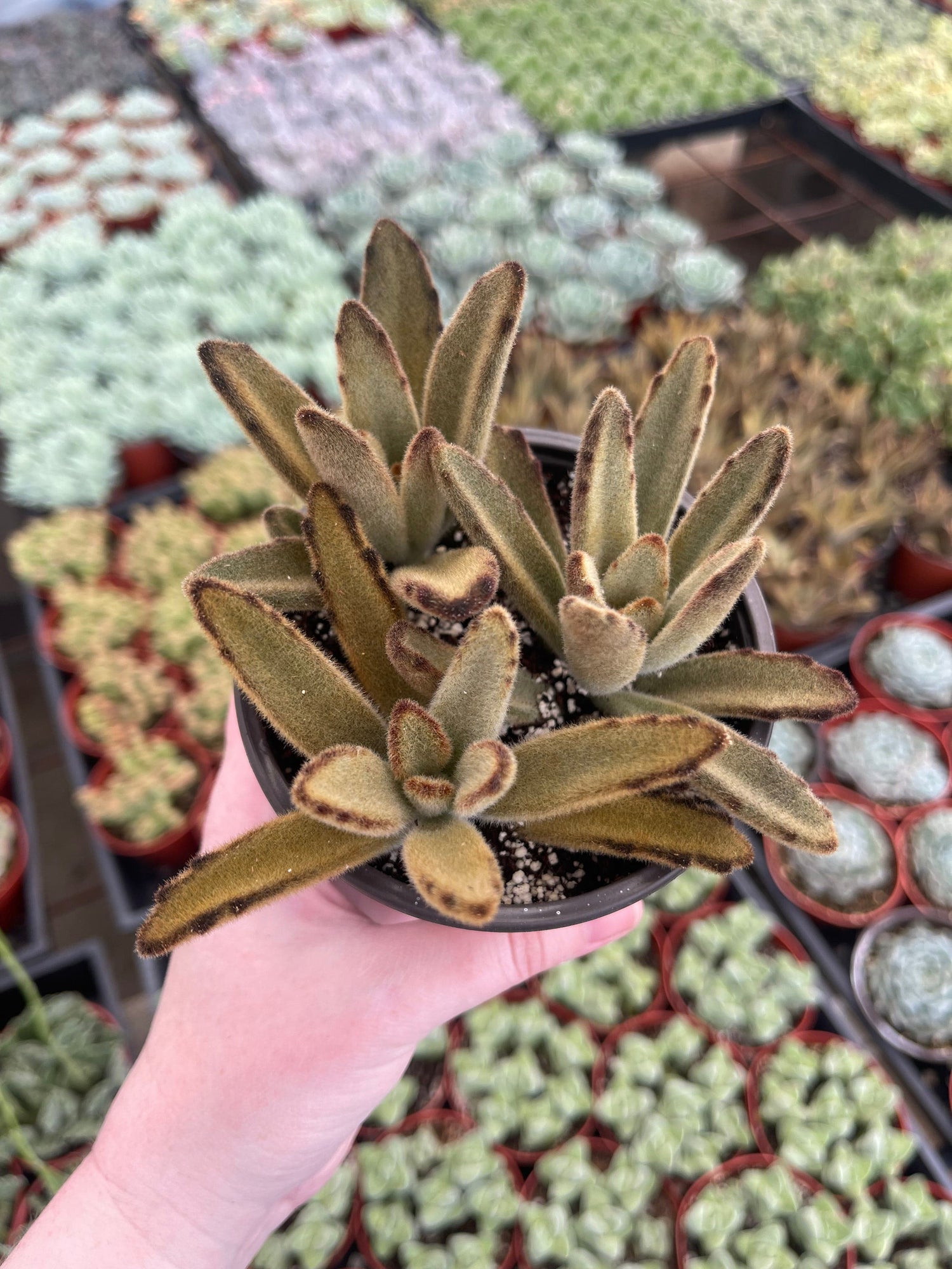 Chocolate Soldier Cactus - Kalanchoe tomentosa
