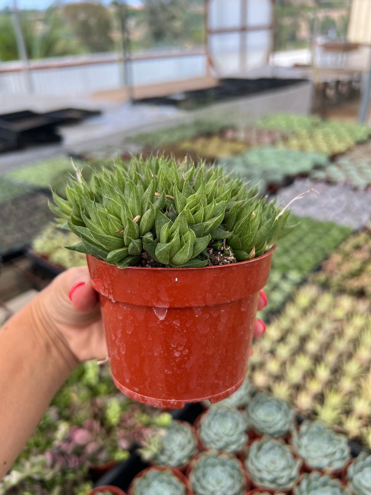 Star Cactus - Haworthia retusa