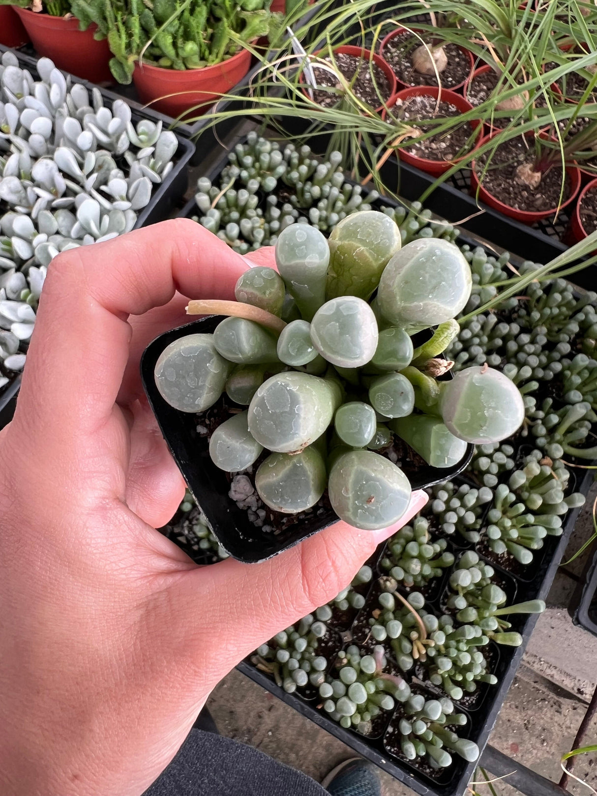 Fenestraria rhopalophylla - Baby Toes
