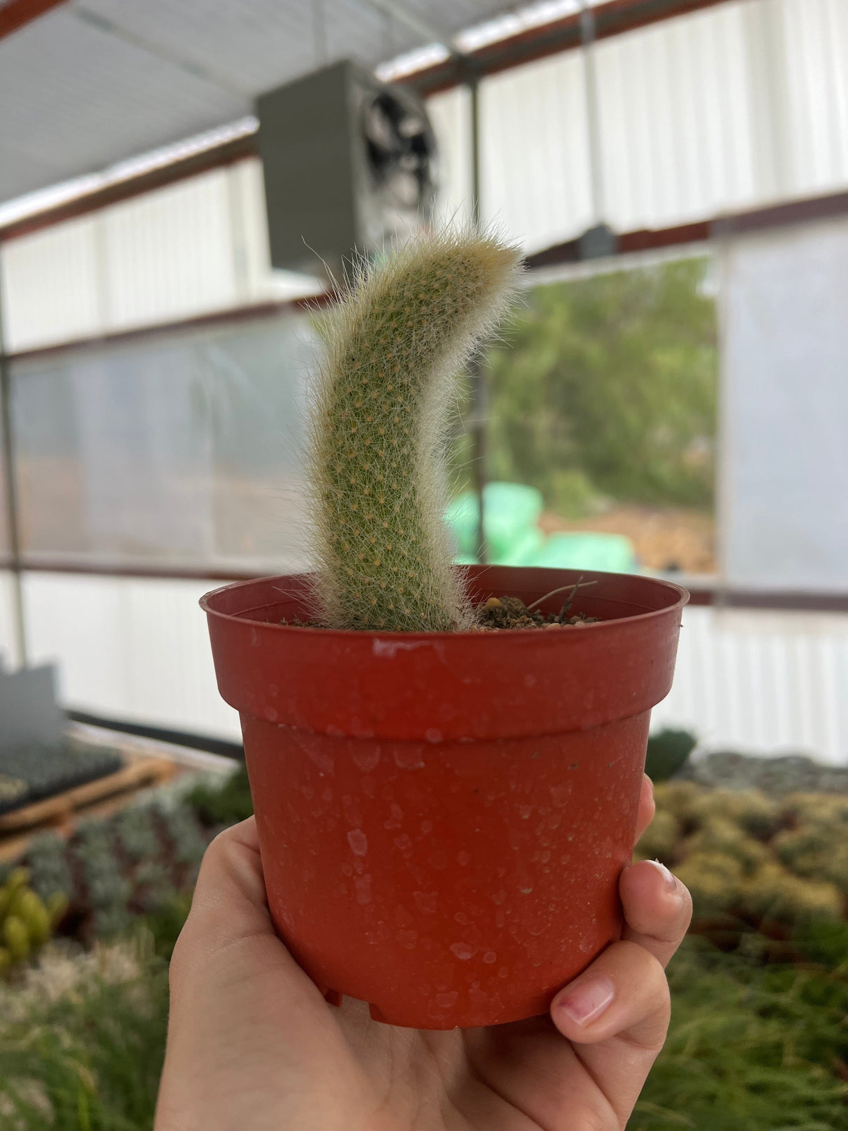 π Monkey Tail Cactus - Cleistocactus colademononis (100% off)