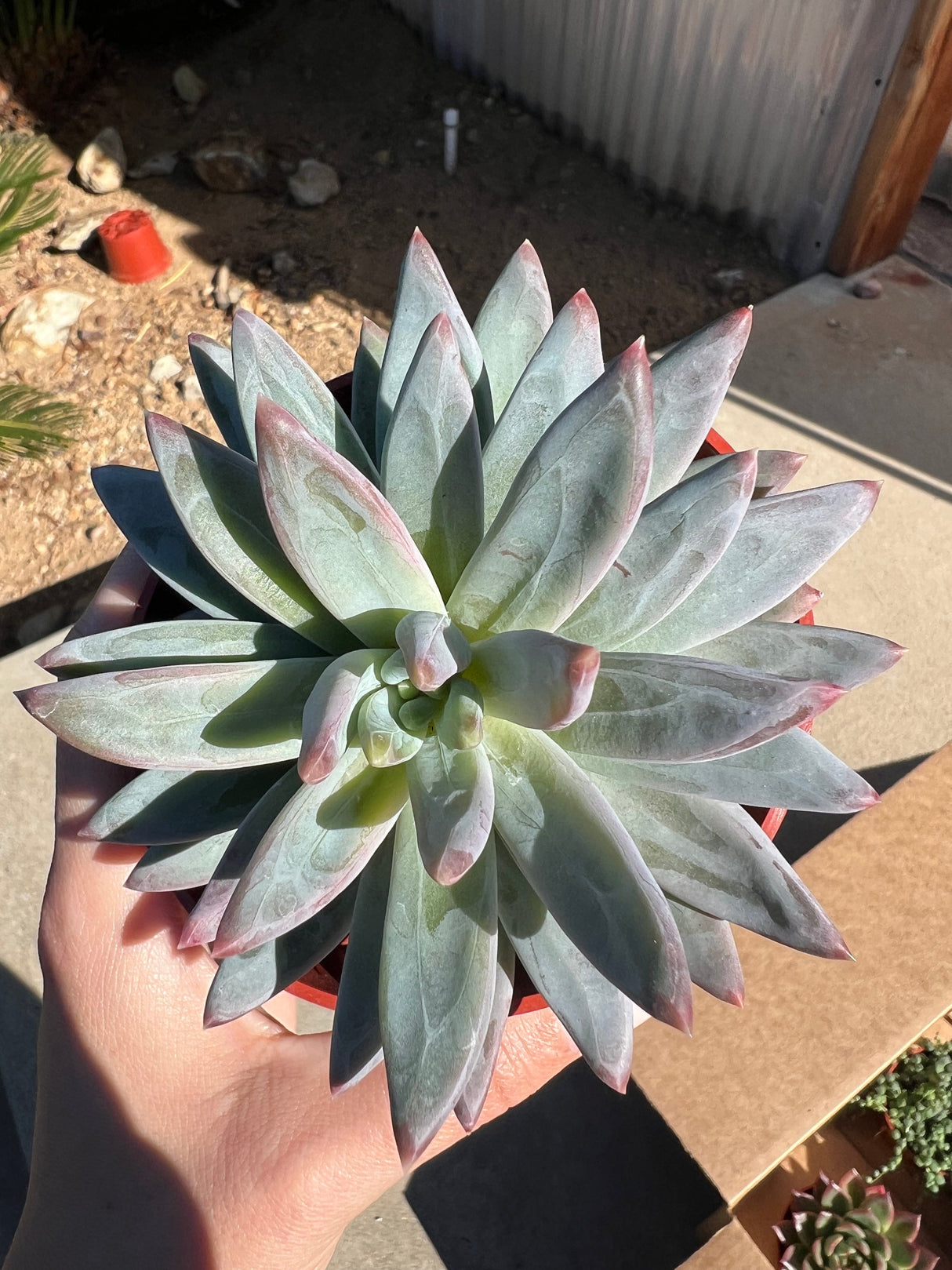 Mixed Succulent Starter Bundle