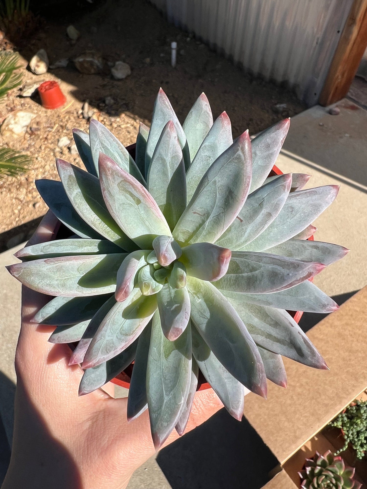 Mixed Succulent Starter Bundle
