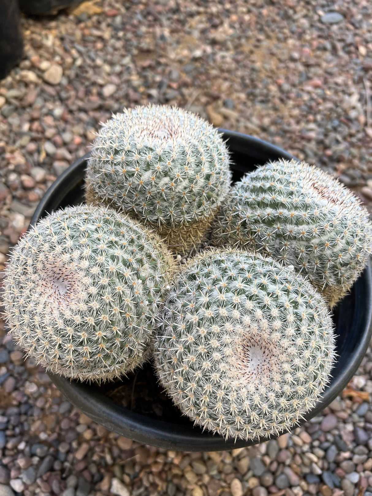Mammillaria Parkinsonii 4-Piece Cluster - Mammillaria Parkinsonii