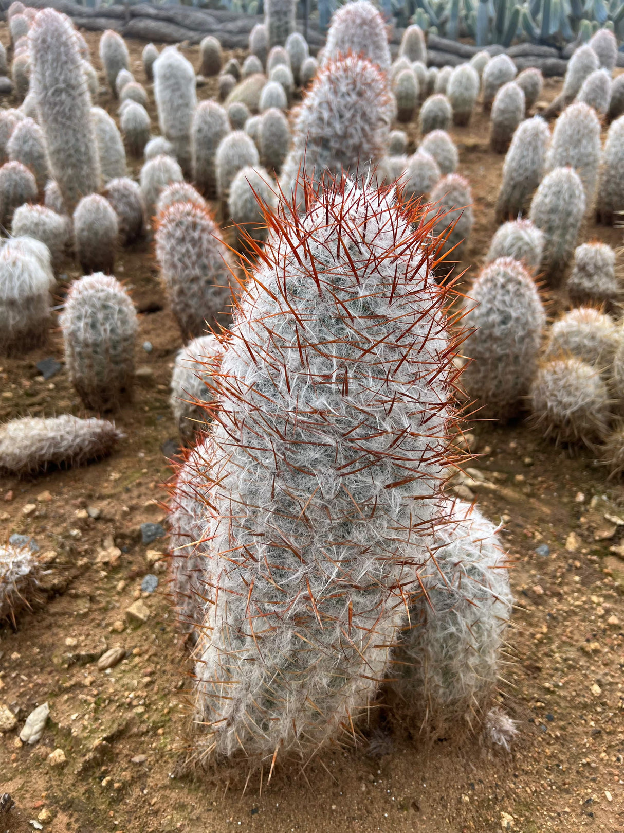 Old Man of the Mountain Cactus - Oreocereus Trollii