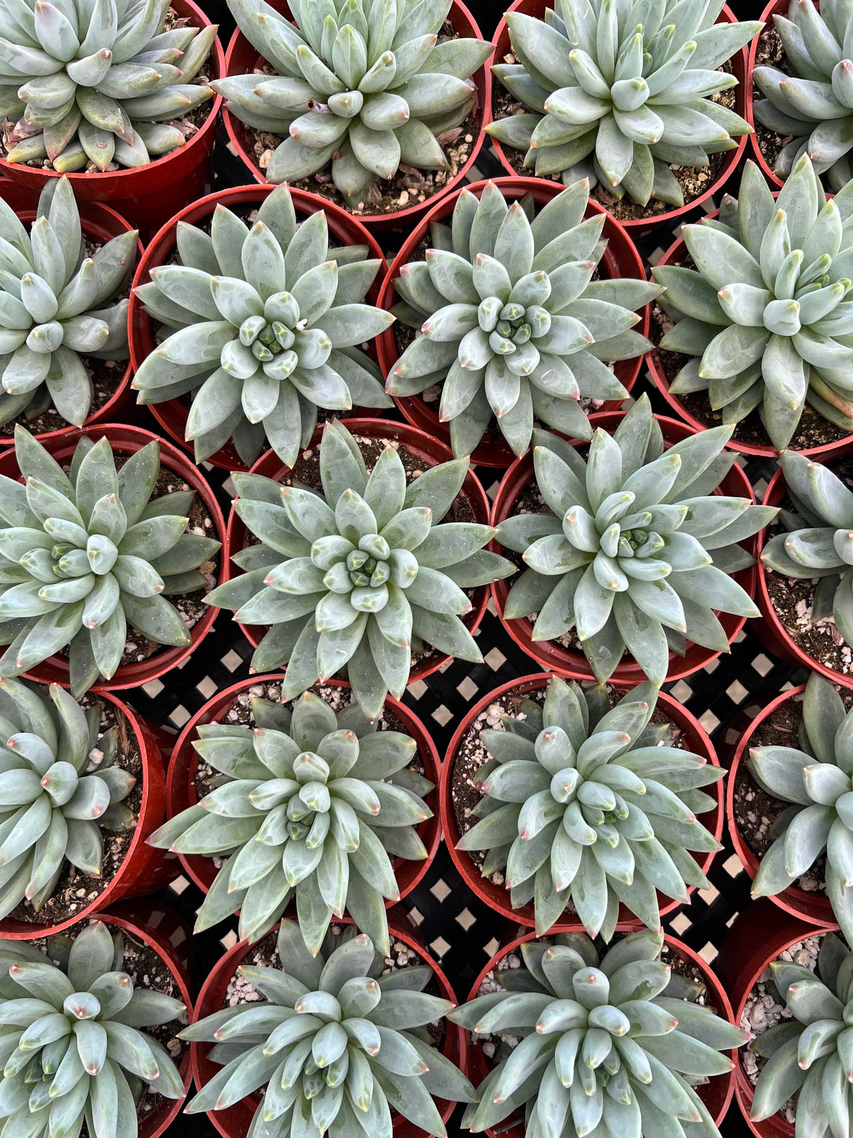 Pachyphytum ‘Little Jewel’ - Pachyphytum
