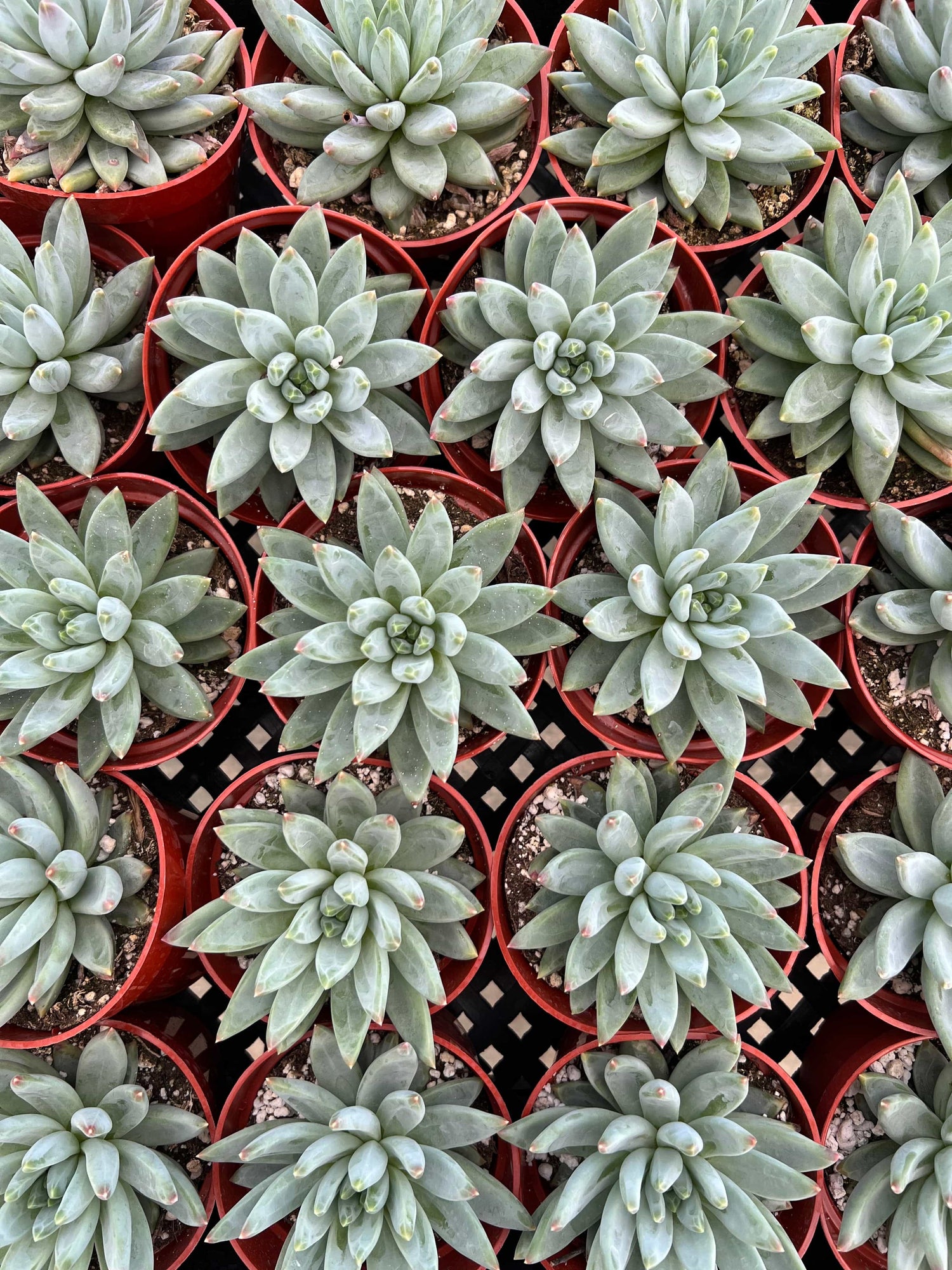 Pachyphytum ‘Little Jewel’ - Pachyphytum