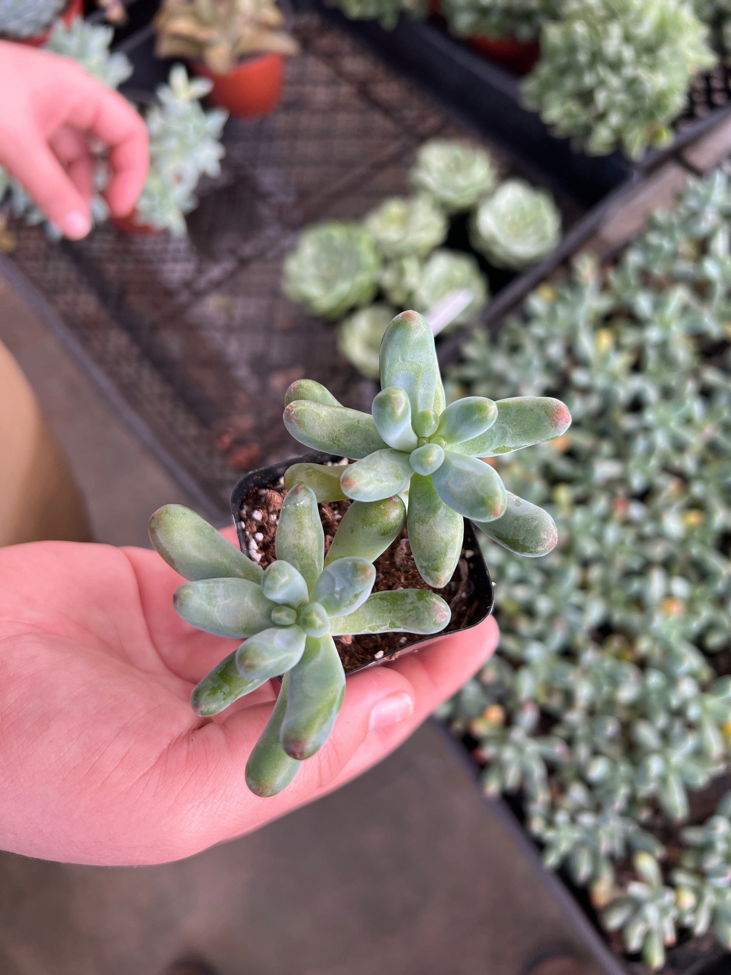 Jelly Beans Succulent - Sedum Pachyphyllum