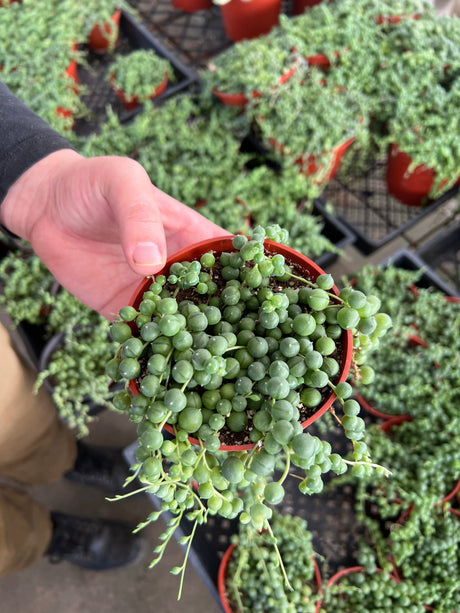 String of Pearls - Senecio Rowleyanus