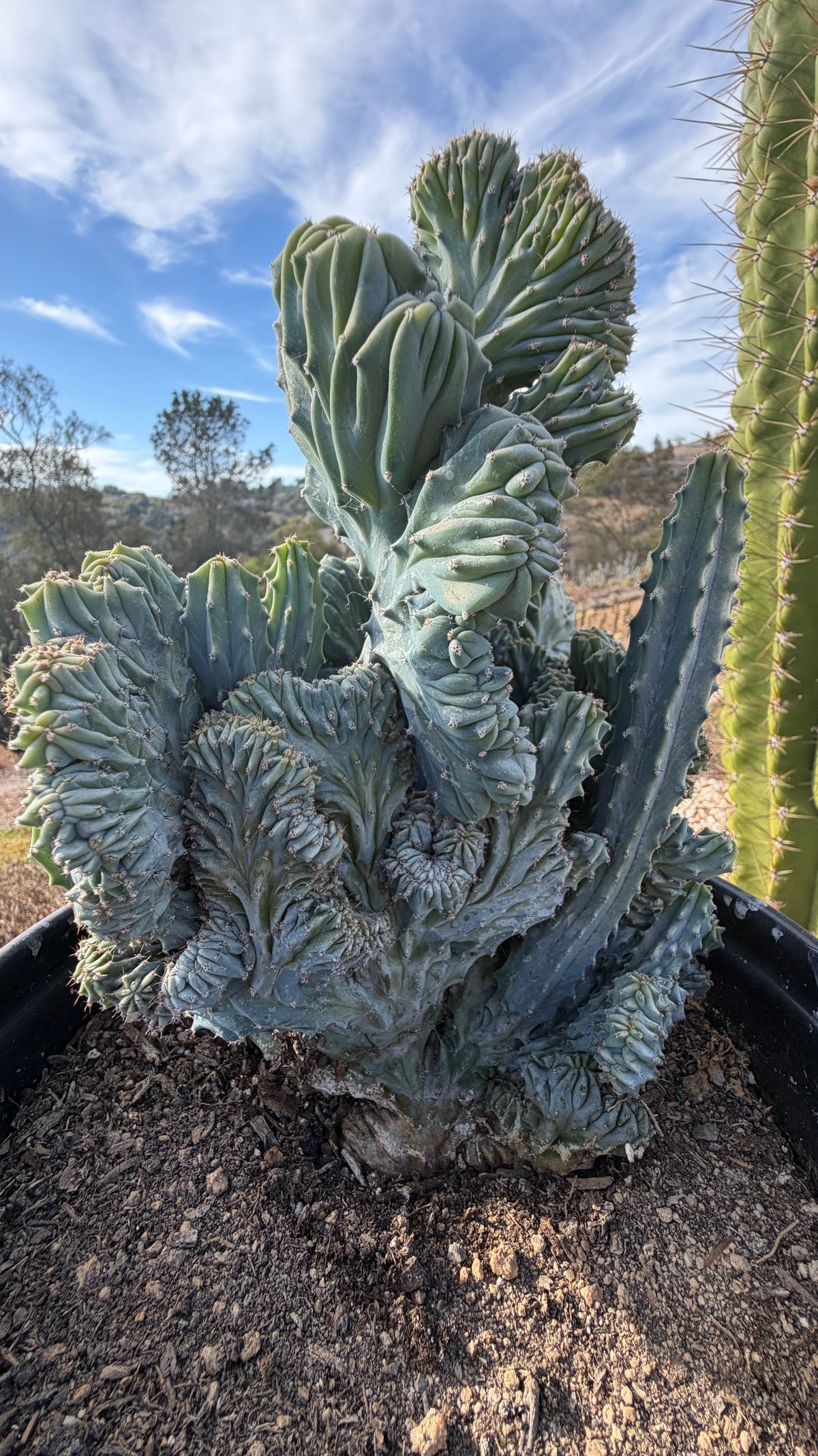 Close view of the knotted monstrose crowns