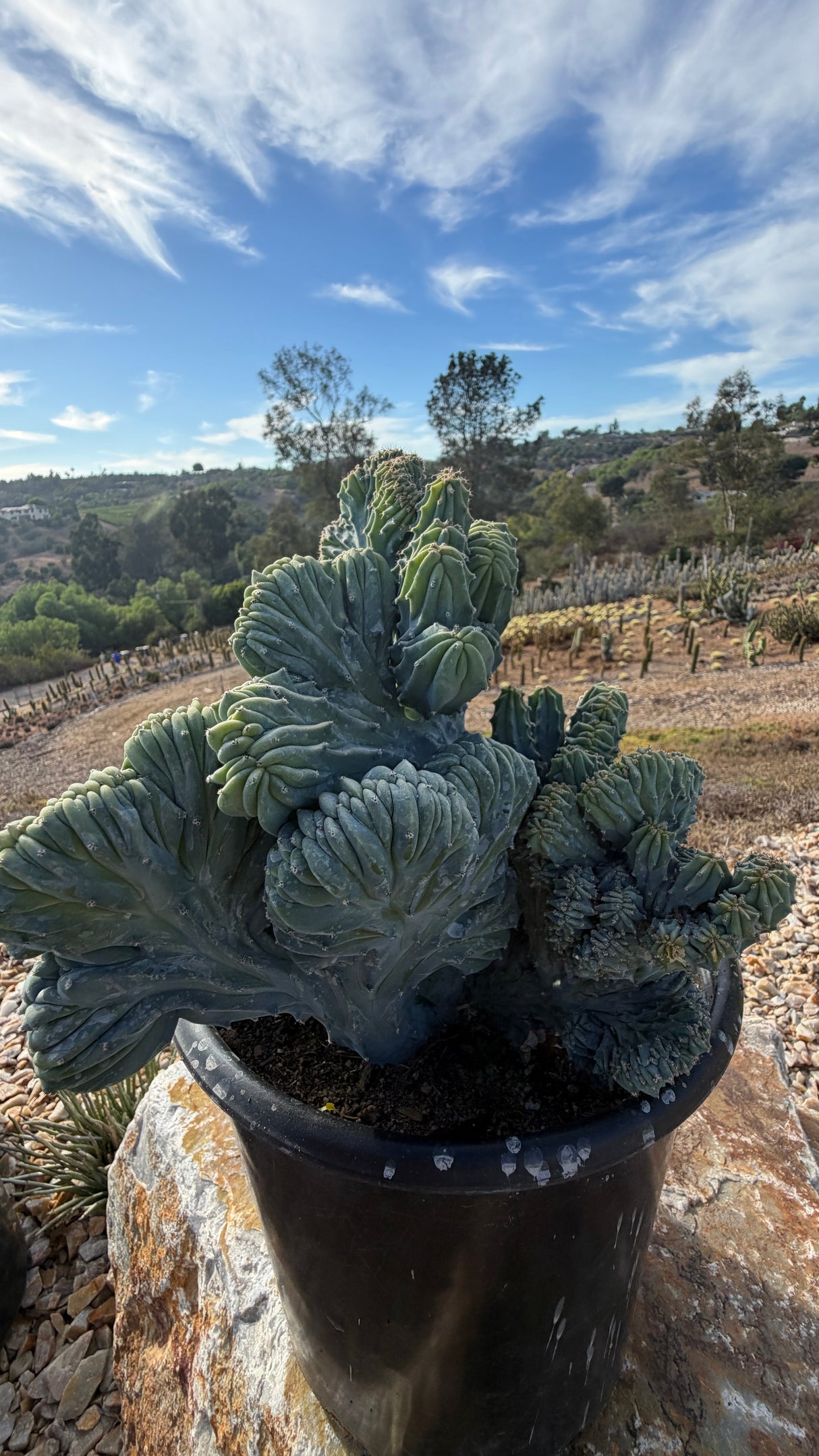 Blade crest in its labeled pot