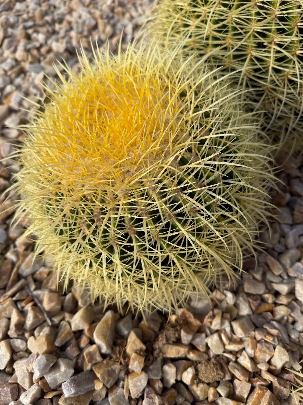 Golden Barrel two head cluster viewed from above showing golden crowns