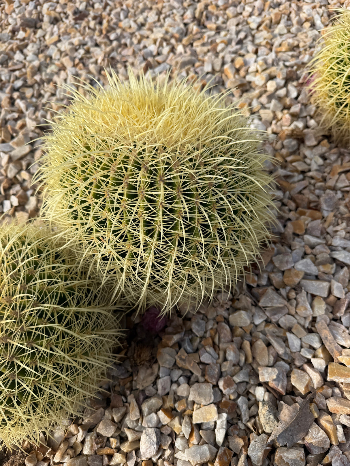 Golden Barrel cluster in the gravel bed at Cactus Warehouse