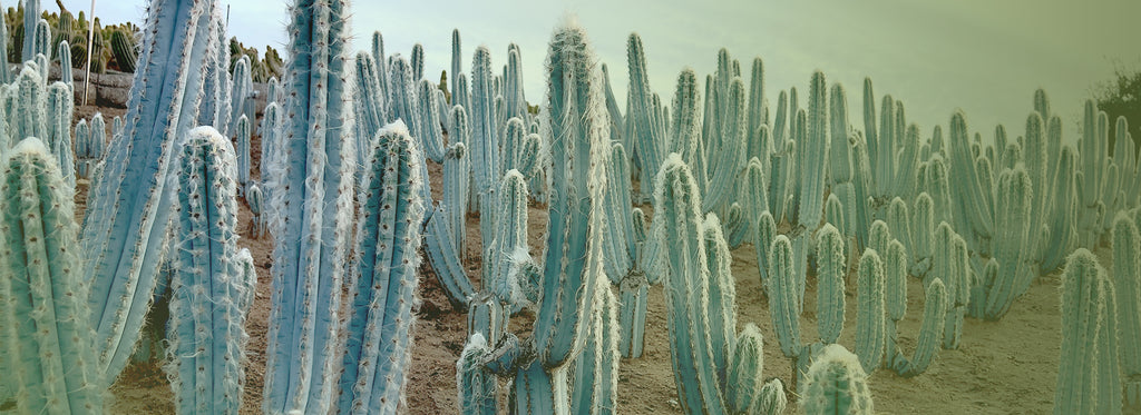 Cactus Warehouse | Unique Desert Flora, Cacti for Sale, Rare Cacti Species, Desert Plants for Sale 
