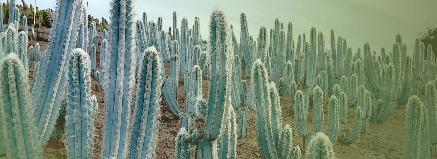 Panorama of a field of cacti with blue and green hues.