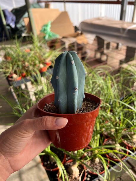 Blue Candle Cactus - Myrtillocactus Geometrizans