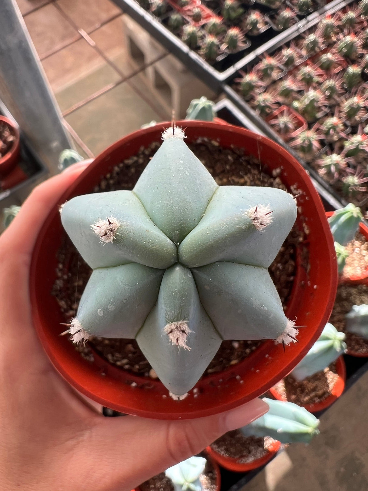 Blue Candle Cactus - Myrtillocactus Geometrizans